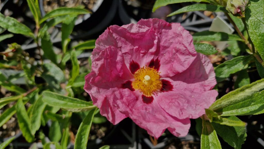 Cistus Brilliancy