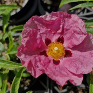 Cistus Brilliancy