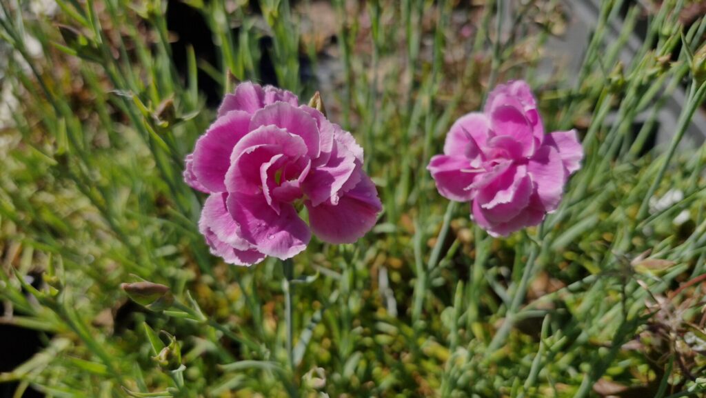 Dianthus Icing Sugar