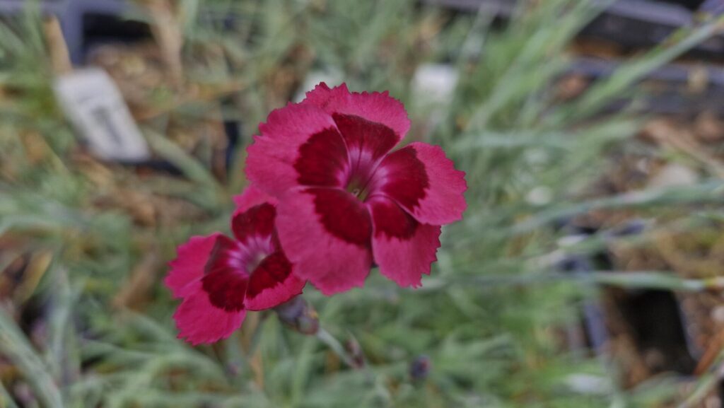 Dianthus Red Dwarf
