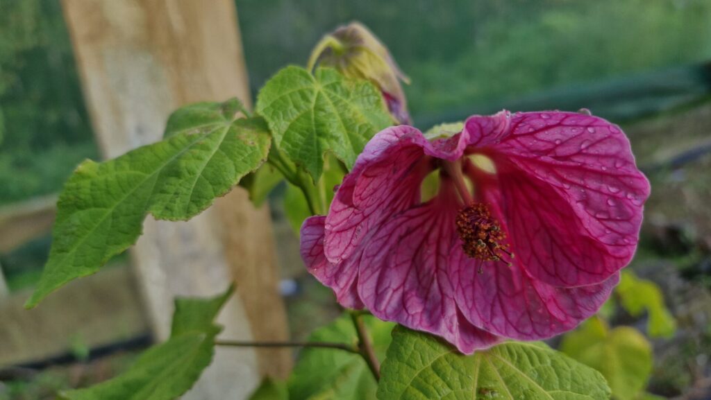 Abutilon Voodoo