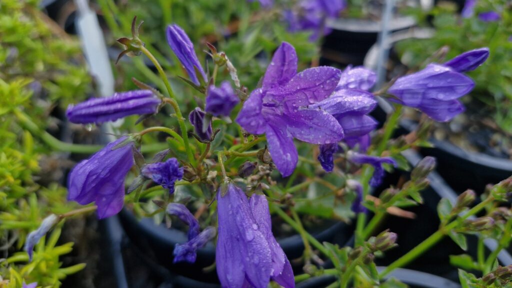 Campanula Resholdt's Variety