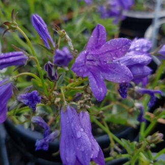 Campanula Resholdt's Variety