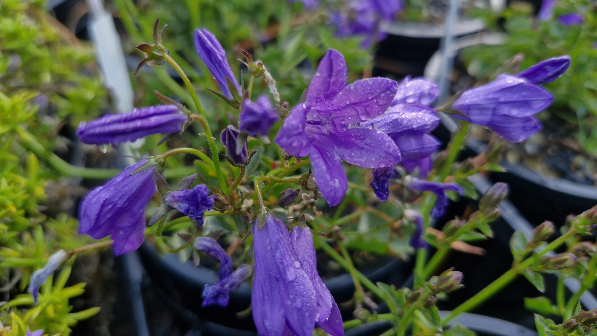 Campanula Resholdt's Variety