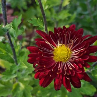 Chrysanthemum Red Flare