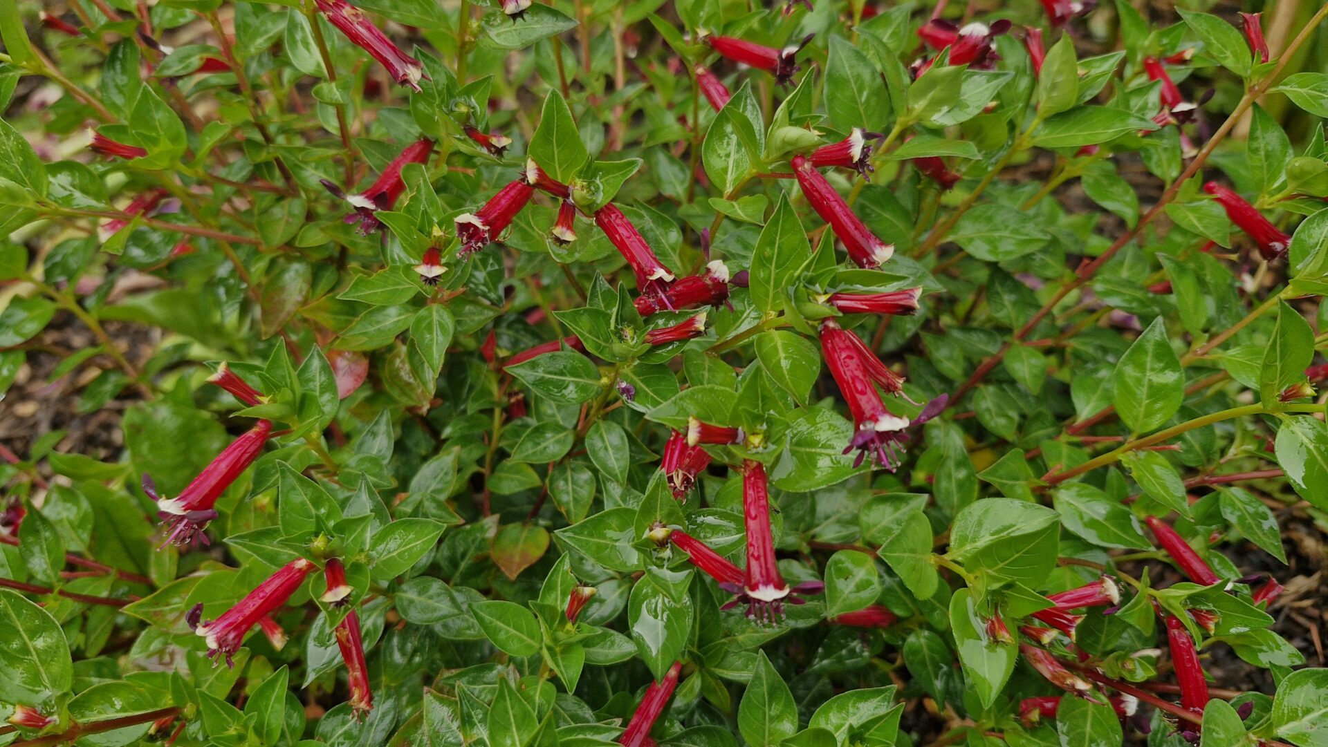 Cuphea hyssopifolia 'Cubano' - Image 2