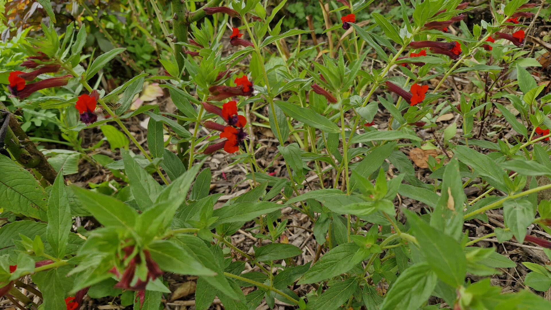 Cuphea llavea ‘Tiny Mice’ - Image 3