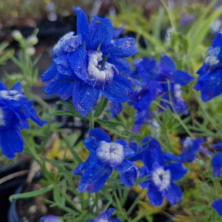Delphinium Summer CLoud