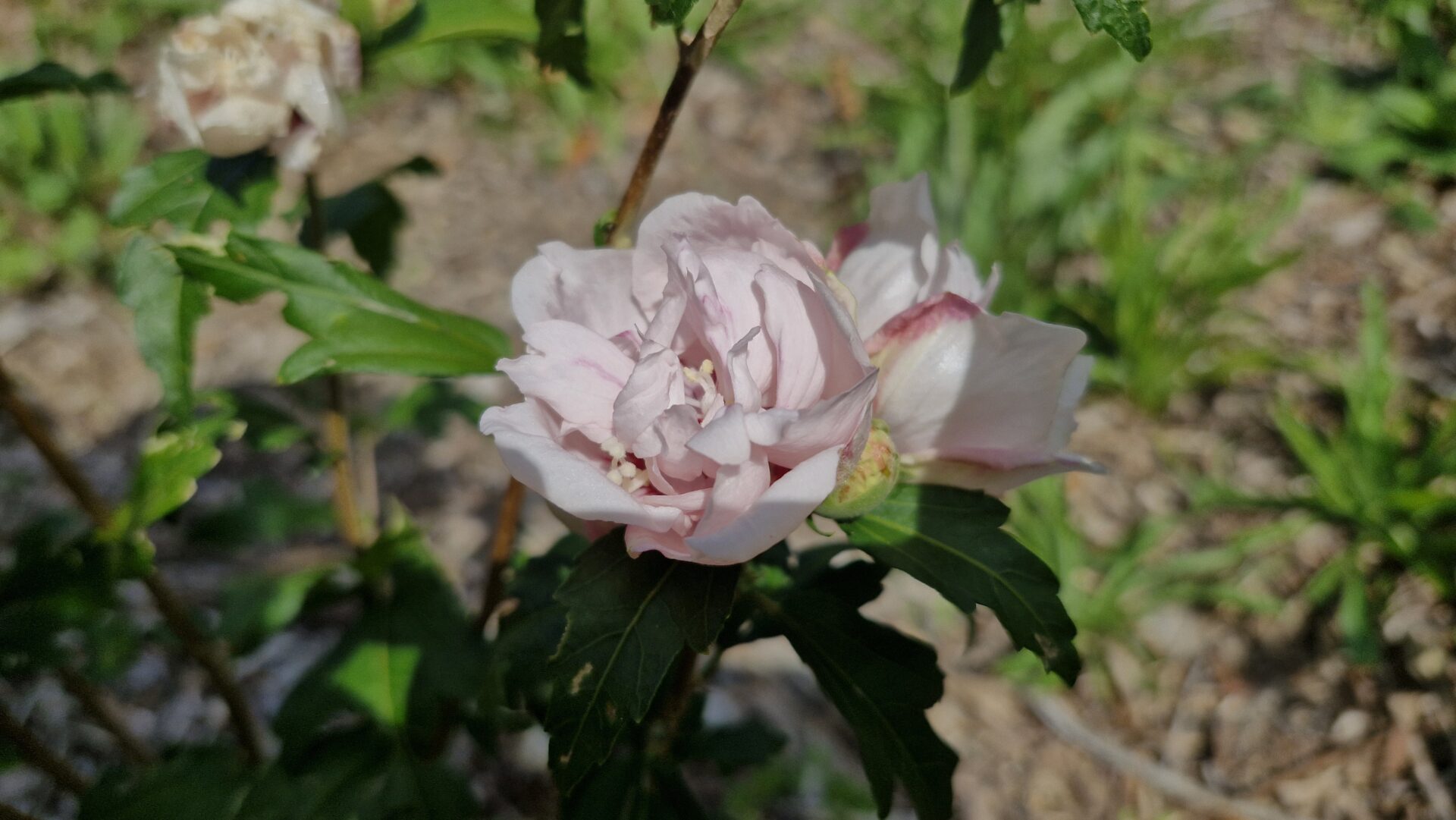 Hibiscus Blushing Bride