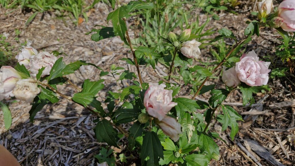 Hibiscus Blushing Bride