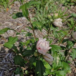 Hibiscus Blushing Bride