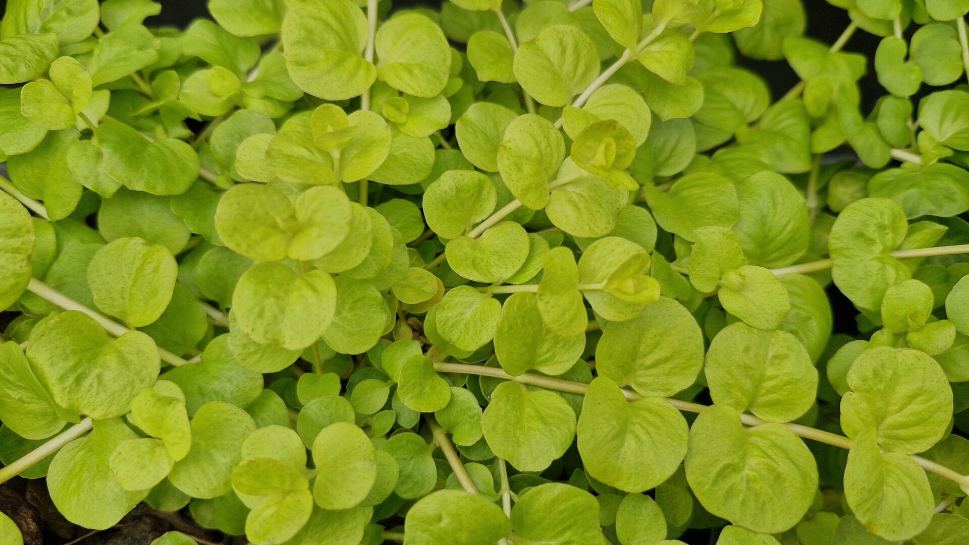 Lysimachia nummularia Aurea