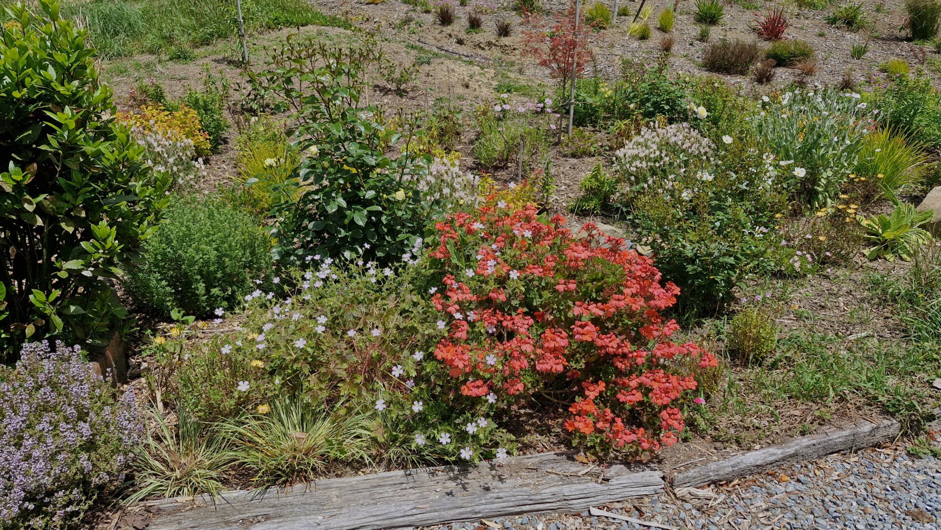 Pelargonium stellar Apricot