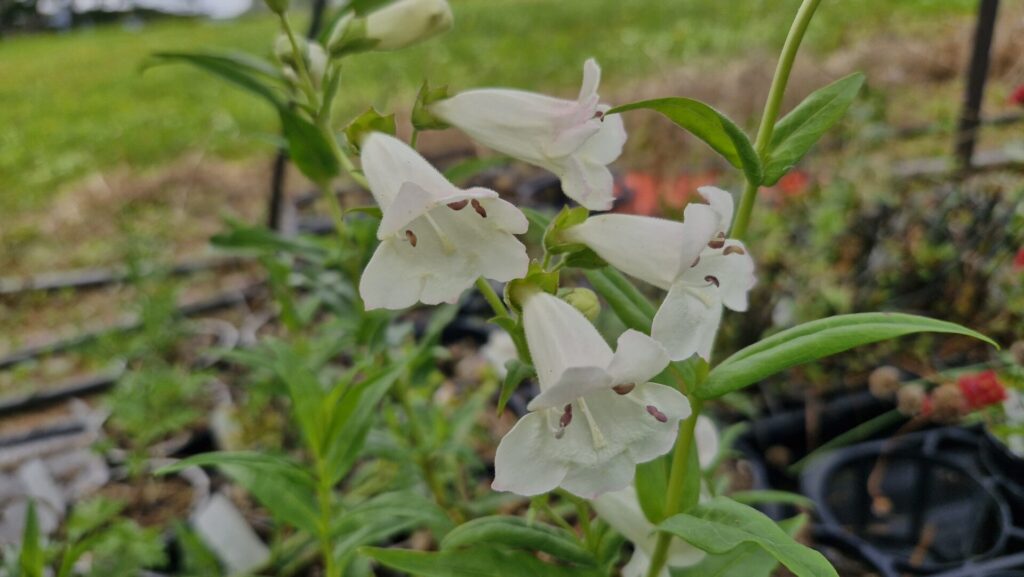 Penstemon Snowstorm