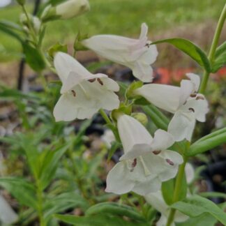 Penstemon Snowstorm
