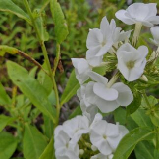 Phlox 'White Admiral'