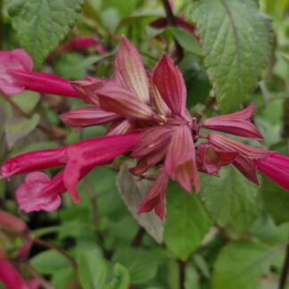 Salvia WEndy's Wish