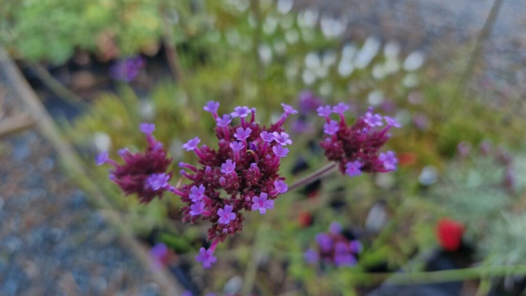 Verbena bonariensis