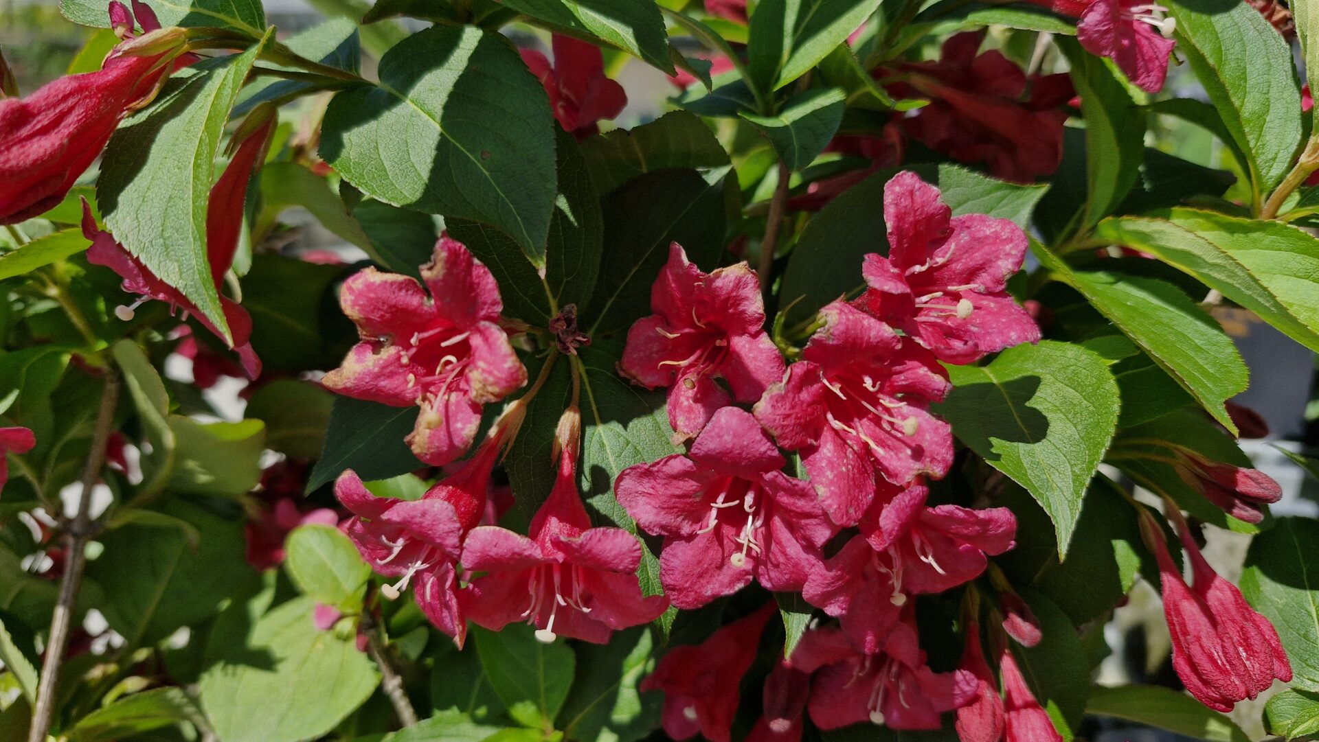 Weigela florida 'Newport Red'
