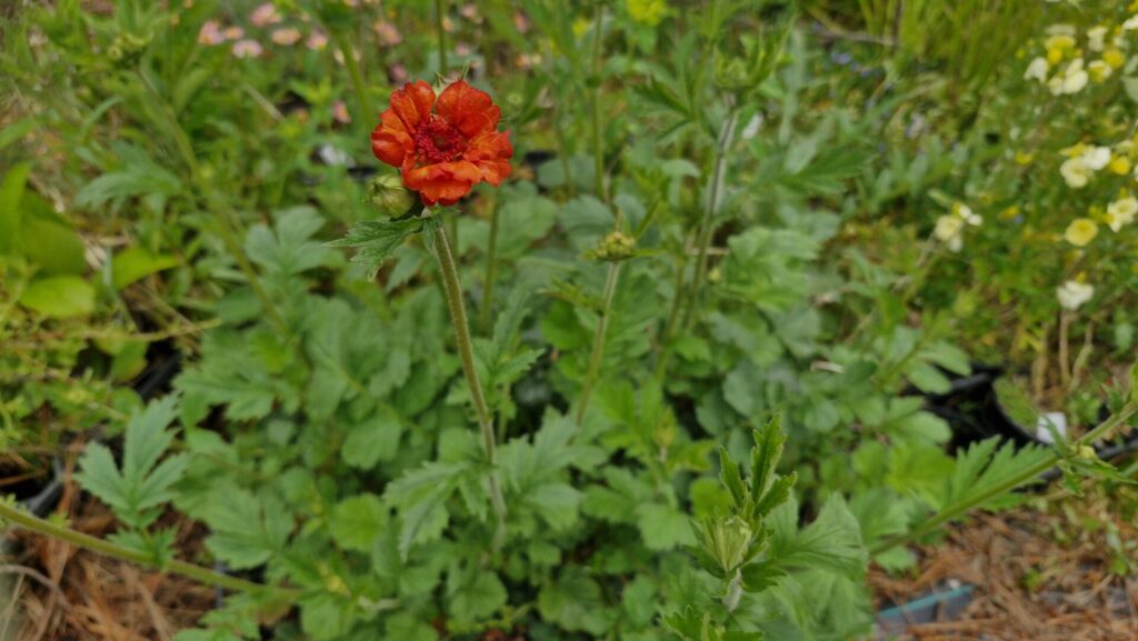 Geum Orange