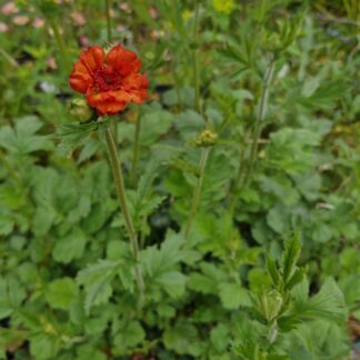 Geum Orange