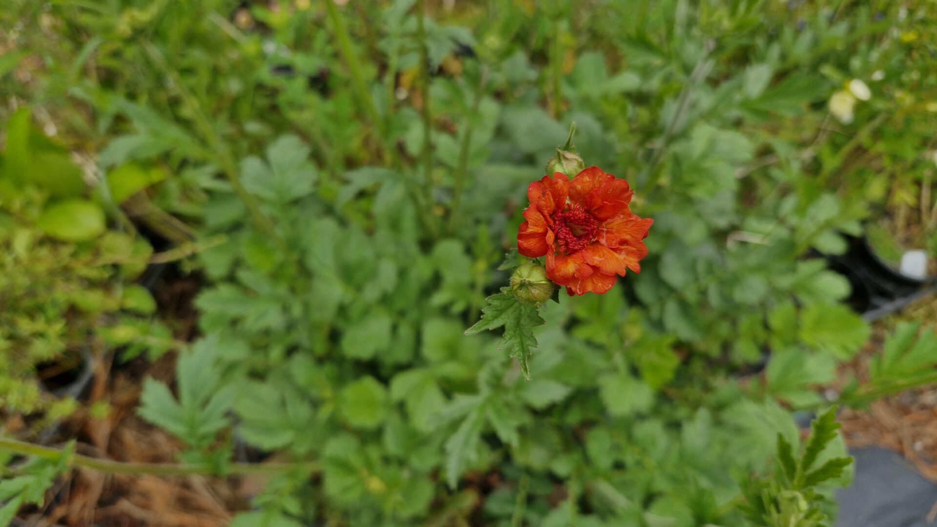 Geum Orange