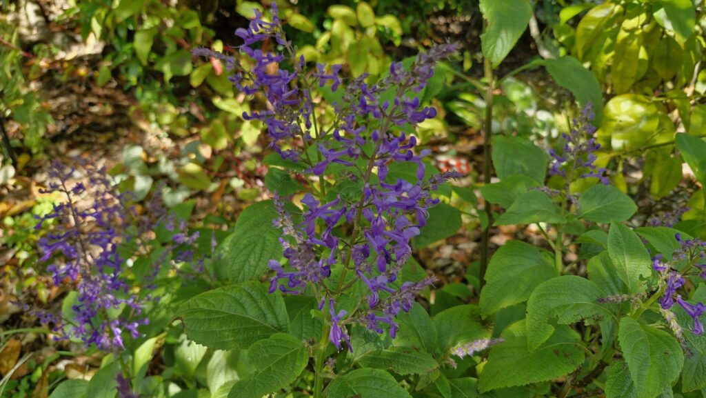 plectranthus ecklonii