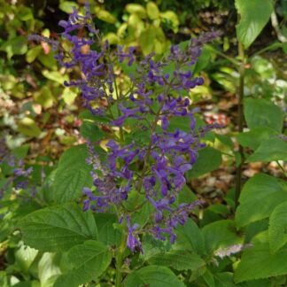 plectranthus ecklonii